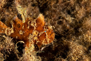 Frogfishes are any member of the anglerfish family Antennariidae, of the order Lophiiformes
