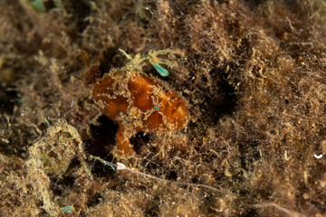 Frogfishes are any member of the anglerfish family Antennariidae, of the order Lophiiformes