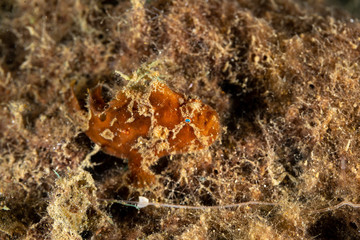 Frogfishes are any member of the anglerfish family Antennariidae, of the order Lophiiformes