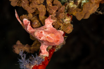 Obraz premium Frogfishes are any member of the anglerfish family Antennariidae, of the order Lophiiformes