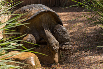 sleeping  giant tortoise resting on a rock