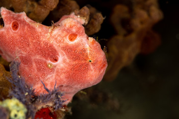 Frogfishes are any member of the anglerfish family Antennariidae, of the order Lophiiformes