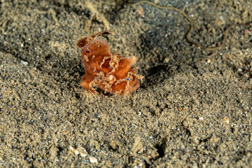 Frogfishes are any member of the anglerfish family Antennariidae, of the order Lophiiformes