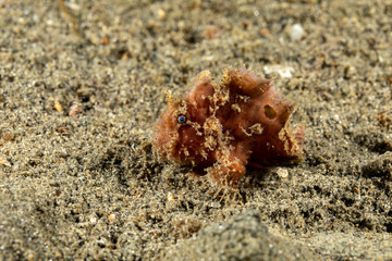 Frogfishes are any member of the anglerfish family Antennariidae, of the order Lophiiformes