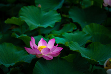 猿賀公園の蓮の花