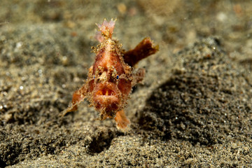 Frogfishes are any member of the anglerfish family Antennariidae, of the order Lophiiformes