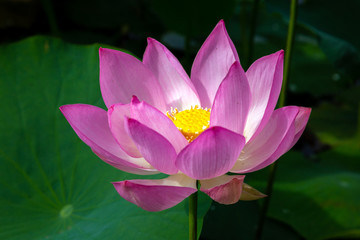 猿賀公園の蓮の花