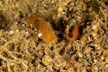 Frogfishes are any member of the anglerfish family Antennariidae, of the order Lophiiformes