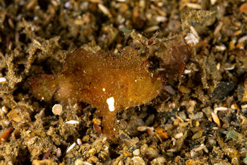 Frogfishes are any member of the anglerfish family Antennariidae, of the order Lophiiformes