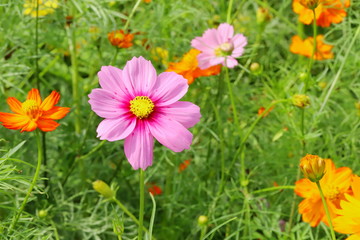 野原に咲くピンク色のコスモス