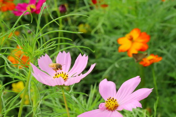 庭園に咲くピンク色のコスモスとキバナコスモス
