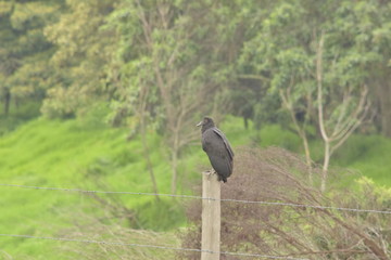 wetlands colombia humedales bogota