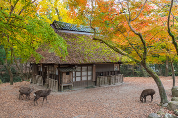 Idyllic landscape of Nara, Japan in autumn season