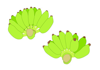 green Banana and Raw bananas on white background  illustration vector 