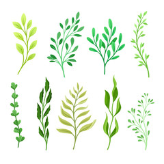 Set of branches with leaves. Vector illustration on a white background.