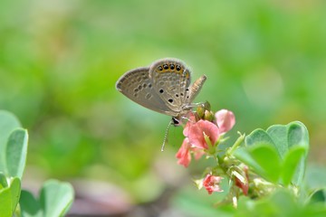 Butterfly (Freyeria putli formosanus) Taiwan's smallest gray butterfly 