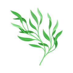 Lush branch with leaves. Vector illustration on a white background.