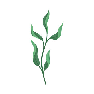 Dark green leaves. Vector illustration on a white background.