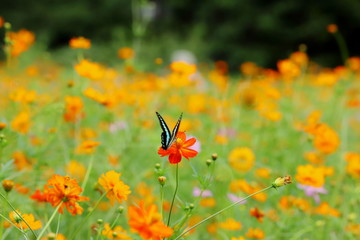 アゲハ蝶と黄色いコスモス