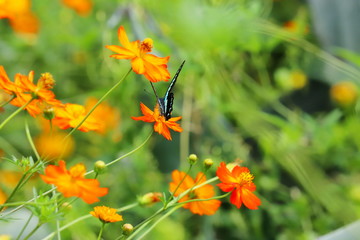 アゲハ蝶と黄色いコスモス