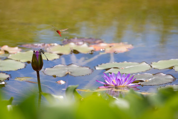 スイレンの花と２匹のトンボ © imacoconut