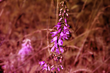 Beautiful flowers in unusual lighting