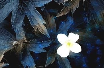 Beautiful flowers in unusual lighting