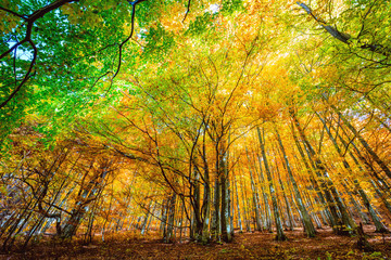 Fototapeta na wymiar Colorful Autumn in wild forest, golden leaves on trees