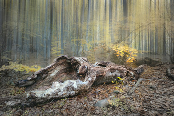 Fototapeta na wymiar Dramatic forest landscape - old wild forest in autumn season
