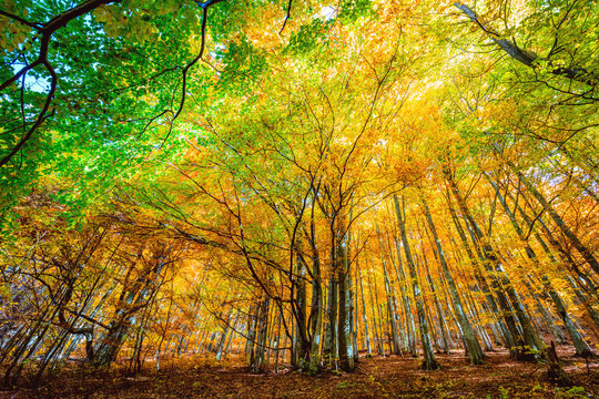Colorful Autumn in wild forest, golden leaves on trees