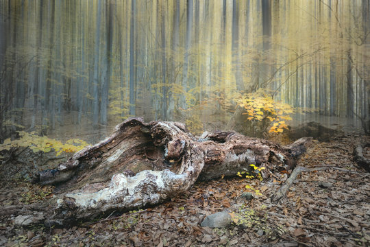 Dramatic forest landscape - old wild forest in autumn season