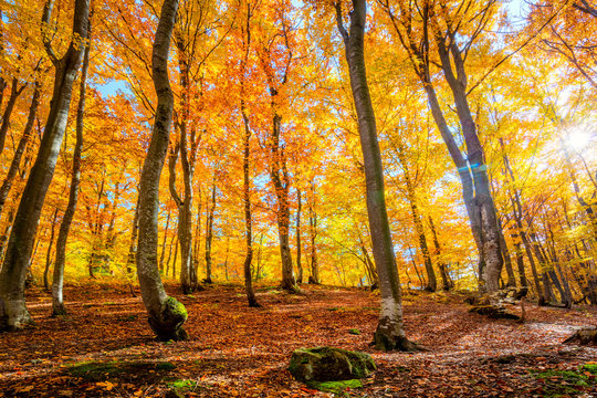Autumn forest background with sun and vibrant leaves