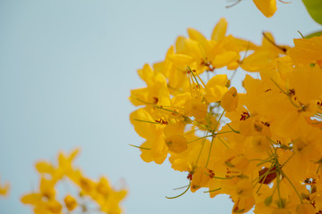 Golden Shower Tree on blue sky.Spring and summer
