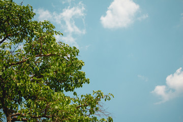 green tree and blue sky