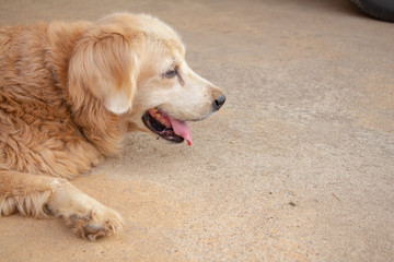 old and fat golden retriever on floor.