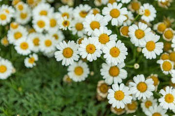 common daisy in an australian garden