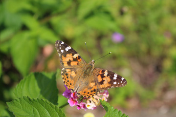ランタナの花の蜜を吸うヒメアカタテハ
