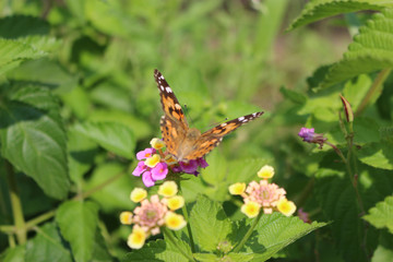 ランタナの花の蜜を吸うヒメアカタテハ