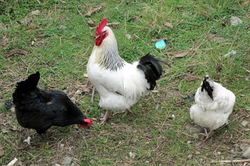 hen and chickens