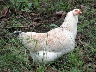 chicken in the grass