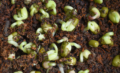 Green sprout growing from seed.