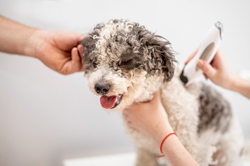 Bichon frise dog getting his hair cut at the groomer