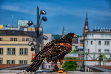 The eagle in the City