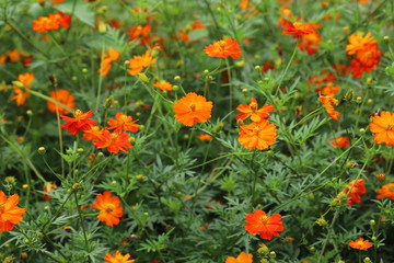 日本庭園に咲くキバナコスモスの花