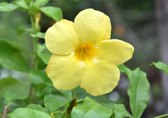 Yellow Colored Tecoma Flowers
