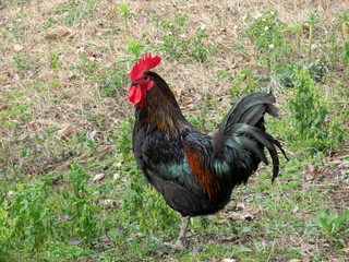 rooster on farm