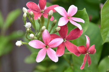 Pink Colored Flowers