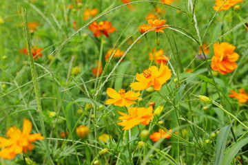 日本庭園に咲くキバナコスモスの花