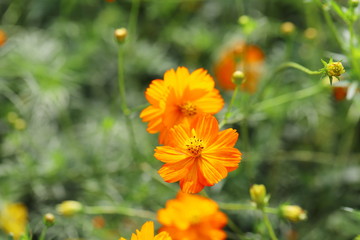 日本庭園に咲くキバナコスモスの花