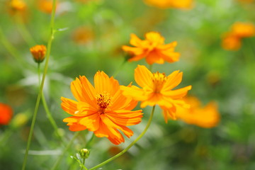 日本庭園に咲くキバナコスモスの花